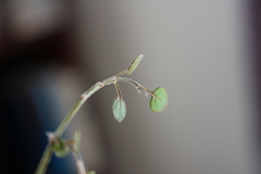 Teucrium parvifolium