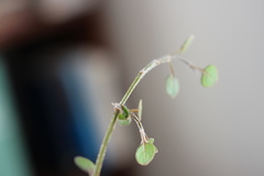 Teucrium parvifolium