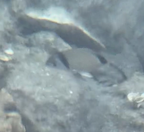 Diplodus vulgaris