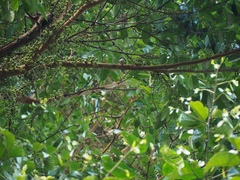 Eurylaimus ochromalus