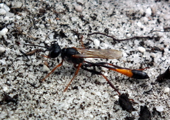 Ammophila ferrugineipes