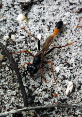 Ammophila ferrugineipes