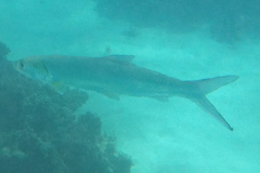 Hawaiian Ladyfish photo 5