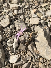Colchicum cupanii