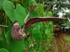Aristolochia ringens