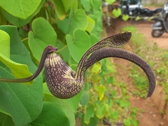 Aristolochia ringens