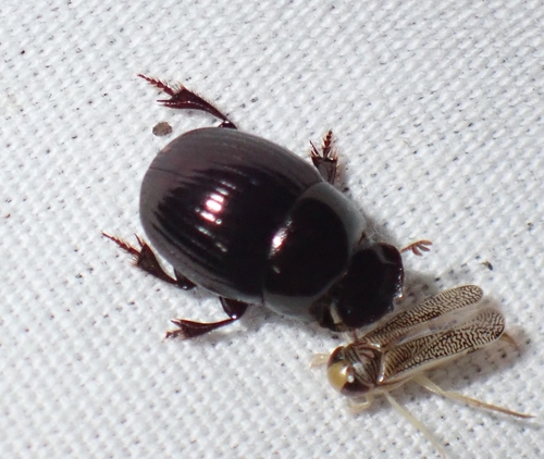 Ateuchus histeroides photo 5