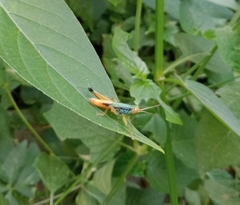 Caryanda spuria