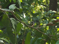 Eurylaimus ochromalus