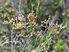 Lysinema pentapetalum