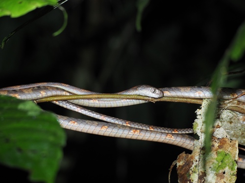 Photo of a Drapiez's Cat Snake (Boiga drapiezii)
