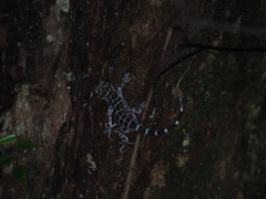 Cyrtodactylus consobrinus