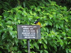 Copsychus stricklandii stricklandii