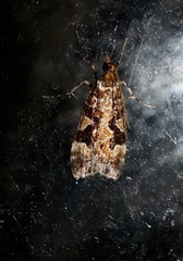 Scoparia ustimacula