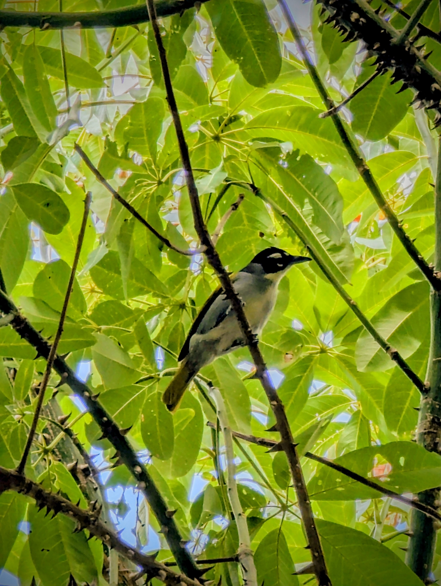 Black-crowned Palm-tanager (Phaenicophilus palmarum), photo 7