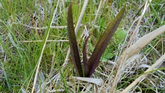 Dactylorhiza incarnata cruenta