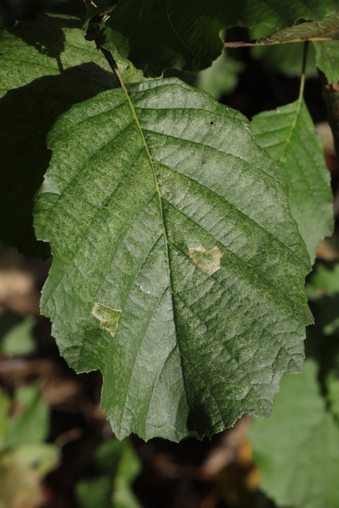 Dark Alder Midget