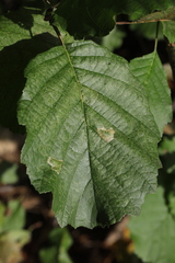 Phyllonorycter klemannella