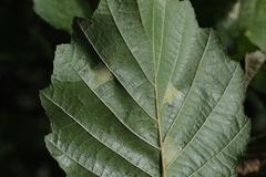 Phyllonorycter klemannella