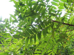 Glochidion acuminatum