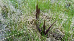 Dactylorhiza incarnata cruenta
