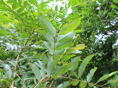 Glochidion acuminatum