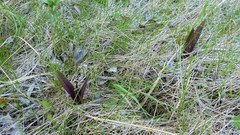Dactylorhiza incarnata cruenta