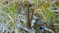Dactylorhiza incarnata cruenta