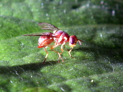 Dacinae