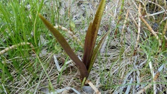 Dactylorhiza incarnata cruenta