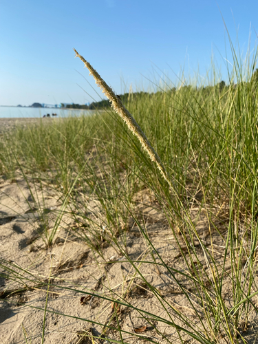 Calamagrostis breviligulata, photograph 2