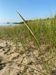 Calamagrostis breviligulata, photograph Quinten Wiegersma, CC BY, iNaturalist via GBIF