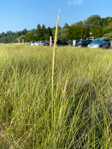 Calamagrostis breviligulata, photograph 3