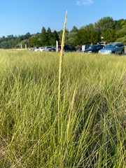 Calamagrostis breviligulata, photograph Quinten Wiegersma, CC BY, iNaturalist via GBIF