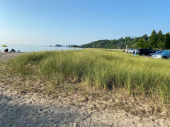 Calamagrostis breviligulata, photograph Quinten Wiegersma, CC BY, iNaturalist via GBIF