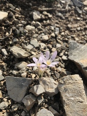 Colchicum cupanii