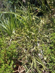 Carmichaelia williamsii