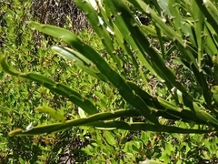 Carmichaelia williamsii