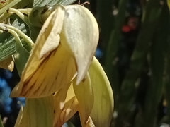 Carmichaelia williamsii