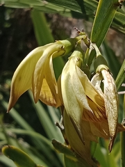 Carmichaelia williamsii