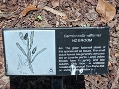 Carmichaelia williamsii