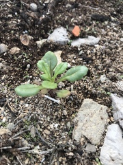 Senecio leucanthemifolius