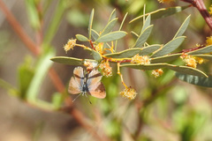 Nacaduba biocellata