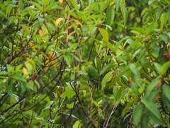 Chloropsis sonnerati