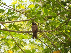 Batrachostomus auritus