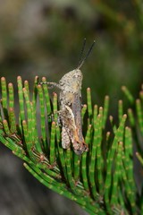 Cirphula pyrrhocnemis