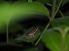 Indosylvirana nicobariensis