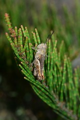 Cirphula pyrrhocnemis