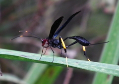 Osprynchotus gueinzii