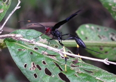 Osprynchotus gueinzii